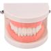 Standard Teeth Model | Tooth Models for Teaching Kids - Important Brushing Teaching Teeth Model Tool and Children Fulenyi - Buy Online on GoSupps.com