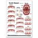 Tooth Anatomy & Implant Repair Support Card Set - Enhance Dental Knowledge | International Shipping Available - Buy Online on GoSupps.com