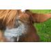 Aqueos Spray on Plaster for Dogs Cats Horses and All Animals - Protects Minor Wounds from Germs Insect and Fly for use in Dog First Aid Kit / 200ml - Buy Online on GoSupps.com
