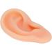 Silicone Acupuncture Ear Model - Professional Simulated Teaching Tool (Right Ear) - Buy Online on GoSupps.com