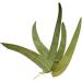 Herbal tea Eucalyptus leaf 100 GRS WHOLE extra Eucalyptus globulus - Buy Online on GoSupps.com