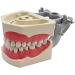 1PC Universal Dental Tooth Teaching Model - Soft Rubber Removable Teeth for Medical Study - Buy Online on GoSupps.com