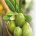 Cucina Hand Soap Set (Coriander and Olive Tree) - 200ml & 1L Refill - Buy Online on GoSupps.com