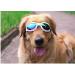 Doggles Dog Sunglasses Set of 6 - UV Protection Pet Goggles for Travel & Skiing - Buy Online on GoSupps.com