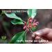 Organic Ceylon Cloves Whole 3.5 Oz Certified USDA Organic Premium Quality NON GMO 100% Sri Lankan Pure Ceylon Cloves Whole Perfect For Cooking  Smoothies & Beverages - Buy Online on GoSupps.com