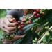 VIA CREMA 250 gr Coffee Beans Dark Chocolate Bag Coffe Beans Vanilla Hazelnut 250 g (Pack of 1) - Buy Online on GoSupps.com