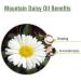 100% Pure Salvia Mountain Daisy Essential Oil - Natural Aromatherapy | Celmisia Spectabilis 15ml - Therapeutic Grade Uncut & Undiluted - Buy Online on GoSupps.com