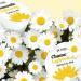 Petitfee Chamomile Lightening Hydrogel Eye Mask | Brighten Dark Circles & Reduce Puffiness - Buy Online on GoSupps.com