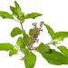 SENTA Tulsi Leaf Powder | 50g - Buy Online on GoSupps.com