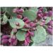 Nopal (Prickly Fig) 1kg POWDER Opuncia ficus indica - Buy Online on GoSupps.com