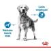 Royal Canin Maxi Light Weight Care Adult Dry Dog Food 12kg - Buy Online on GoSupps.com