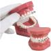 Orthodontic Teeth Model with Mental Brackets & Red Ligature - Tipodonto Dental Support for Treatment - Buy Online on GoSupps.com