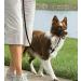 PetSafe Easy Walk Headcollar - Adjustable Comfortable Dog Leash for Reduced Pulling | Size L Black - Buy Online on GoSupps.com