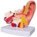 Human Ear Model - 1.5 Times The Human Ear Size Model Anatomy Organ Medical Tool