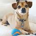 ChuckIt! Fetch Rubber Dog Ball Medley Strato Erratic Ultra Squeaker Balls for Dogs Durable High Bounce Launcher Compatible Dog Toy Gen 2 - 3 Pack Medium Multi Medium - Buy Online on GoSupps.com