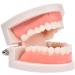 Standard Teeth Model | Tooth Models for Teaching Kids - Important Brushing Teaching Teeth Model Tool and Children Fulenyi - Buy Online on GoSupps.com