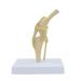 Natural Knee -Size Knee Articulation Model for Pets Veterinarily Model Knee Articulation Model Show Ligamenti Knee Model Knee