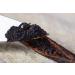 Vanilla pods from the Comoros 13-15 cm x 10 - Buy Online on GoSupps.com