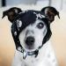 Pet Pooch Boutique Skulls Bandana for Dog Medium/Large Black - Buy Online on GoSupps.com