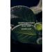 Victoria's Secret VS Him Deepwater 1.7oz Eau de Parfum 1.7 Fl Oz (Pack of 1) - Buy Online on GoSupps.com
