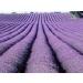 100g (3.5 Ounces) Organic Dried Lavender Flower Buds for Sachets & Fragrance Cooking or Infusions | 100% Raw from France (Provence)