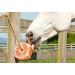 UMAID 6 lbs Himalayan Animal Lick Salt On Rope for Horses, Deer, Livestock - 2 Count - Buy Online on GoSupps.com