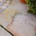 Lakeland Patio and Driveway Cleaner 1 Litre - Buy Online on GoSupps.com
