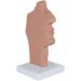 Nasal Pathology Model Human Nasopharyngeal Throat Disease Model Esophagus and Respiratory Tract Demonstration Section - Buy Online on GoSupps.com