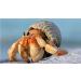 Avalon Cosmetic Packaging Assorted Spiral Seashells 12 Pcs Mixed Medium/Large Size Shells - Perfect for Hermit Crabs - with round opening: 0.5''-1.0'' width. - Buy Online on GoSupps.com