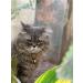 Abdul of Sialkot Extra Loud Brass Silver Bells Collar Charm Pet Tracker (Small) - Buy Online on GoSupps.com