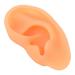 Professional Right Ear Display Mould for Hearing Aid Earrings - Silicone Simulation Model - Buy Online on GoSupps.com
