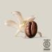 illy Coffee Decaffeinated Coffee Beans Medium Roast 100% Arabica Coffee Beans 250g (Pack of 3) - Buy Online on GoSupps.com