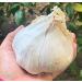Organic Seeds: Elephant Garlic 2 Huge Bulbs Fresh for Planting Eating and Cooking, Non GMO from Brand Bulbs,Sold by Efective Trade LLC, Ships Amazon