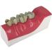Buy LBYLYH Teeth Adult Replica Model - Realistic Dental Teaching Tool | Removable Tissues for Education & Practice - Buy Online on GoSupps.com