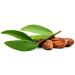 Chear Premium Gold Californian Simmondsia Chinensis Jojoba Oil 200ml - Aromatherapy Coldpressed - Buy Online on GoSupps.com