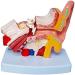 Human Ear Model - 1.5 Times The Human Ear Size Model Anatomy Organ Medical Tool - Buy Online on GoSupps.com