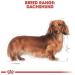Royal Canin Dachshund Adult Breed Dry Dog Food 7.5kg - Buy Online on GoSupps.com
