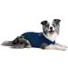 MPS Medical Pet Shirt for Medium+ Dogs - Blue | Quality Recovery Wear for Pets - Buy Online on GoSupps.com