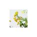 Weleda Evening Primrose Eye and Lip Care - Hydrating 10 ml | Natural Skincare for Younger-Looking Eyes & Lips - Buy Online on GoSupps.com