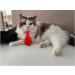 4 Pieces Pets Dog Cat Bowtie Pet Costume Adjustable Formal Necktie Collar for Cats Small Dogs Puppy Grooming Accessories (Black/red) - Buy Online on GoSupps.com