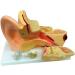 3 Times Ear Anatomical Model Ear Anatomy Teaching Mold of Life Size Large Ear Canal Structure Model - Buy Online on GoSupps.com
