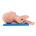 Buy PVC Adult Intubation Manikin | Electronic Airway Management Trainer for Tracheal Intubation Simulation Ships Internationally - Buy Online on GoSupps.com