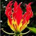 25+ Fresh Seeds - Pure Bhut Jolokia Orange Copenhagen Pepper Seeds