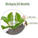 Bhringraj Essential Oil 100% Natural - Cold Pressed Aromatherapy Oil - 500ml Therapeutic Grade - Buy Online on GoSupps.com