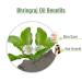 100% Pure Bhringraj Oil - Organic Cold Pressed Carrier Oil - Eclipta Alba - 1000ml Therapeutic Grade Aromatherapy - Buy Online on GoSupps.com