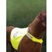 High Visibility Dog Safety Vest | Nashville Print Factory | Personalized Dog Warning Vest (L) - Shop Now! - Buy Online on GoSupps.com