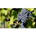 Indigo Herbs Grape Seed Oil 100ml - 100% Pure & Natural Cold Pressed | International Shipping Available - Buy Online on GoSupps.com