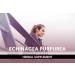 Echinacea Purpurea Capsules - 365 Count (1 Pack) | Pure Original Ingredients, Lab Verified, No Fillers - Buy Online on GoSupps.com