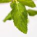 Buy English Peppermint Sauna Infusion Concentrate - 250ml with Drip Closure & Child Lock | International Shipping - Buy Online on GoSupps.com