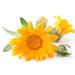 Organic Calendula Baby Oil 3-Pack - Soothing Massage Bath Oil for Baby Sleep & Dryness - Lavender, Chamomile, Jojoba - Mambino Organics - Buy Online on GoSupps.com